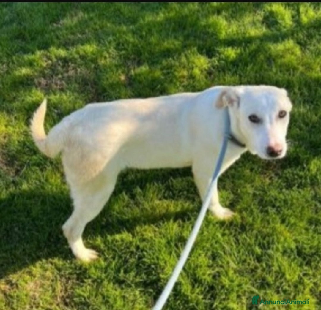 Meticcio cani in regalo: Mix Labrador femmina 3anni in box da sempre.MATERA a Città metropolitana di Milano - Annuncio 2