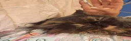 Persiano gatti in vendita: Persiana ipertipica con pedigree - Annuncio 2