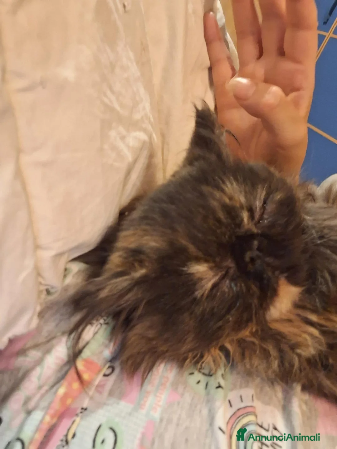 Persiano gatti in vendita: Persiana ipertipica con pedigree - Annuncio 2