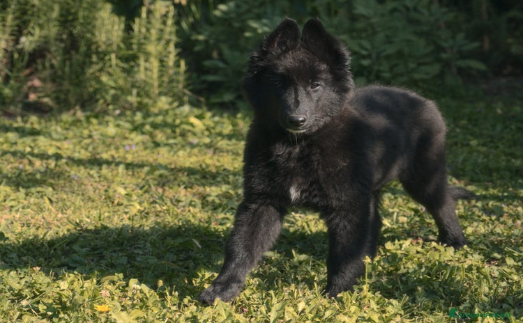Pastore Belga cani a Provincia di Vicenza - Annuncio 3