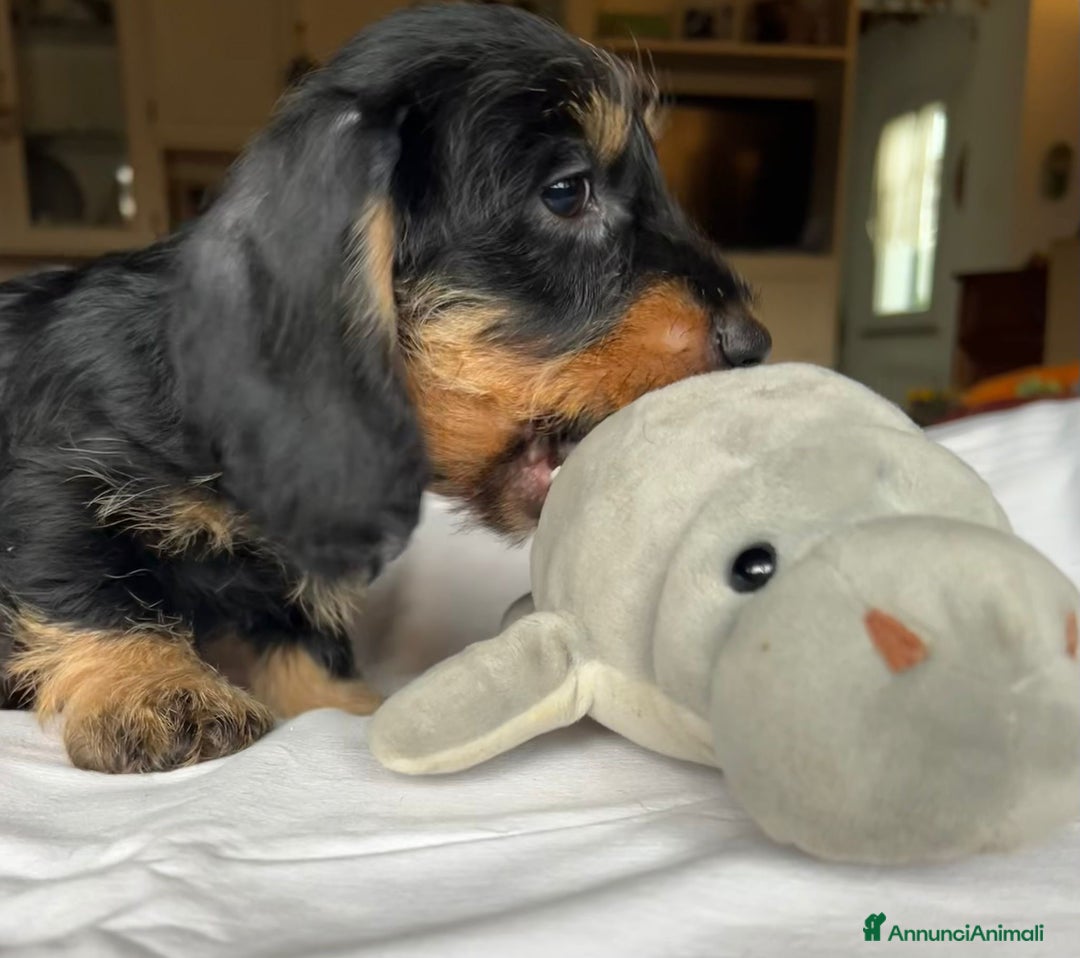 Bassotto cani in vendita: Cuccioli di Bassotto pelo duro con Pedigree Enci - Annuncio 12