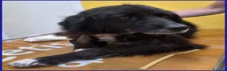 Meticcio cani in regalo: ERAORA, TENERA VECCHIETTA 9 ANNI - Annuncio 12