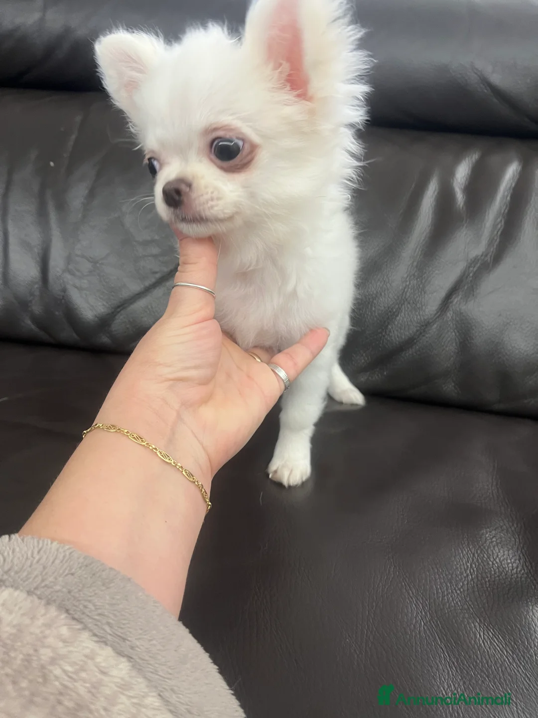 Chihuahua cani in vendita: Chihuahua con pedigree - Annuncio 8