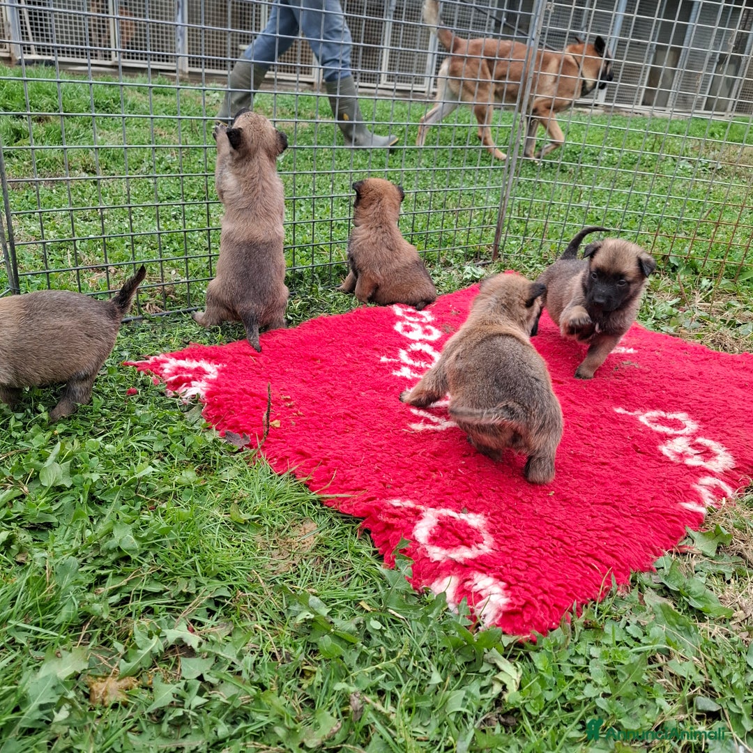 Pastore Belga cani in vendita: Cuccioli di pastore belga malinois  - Annuncio 2