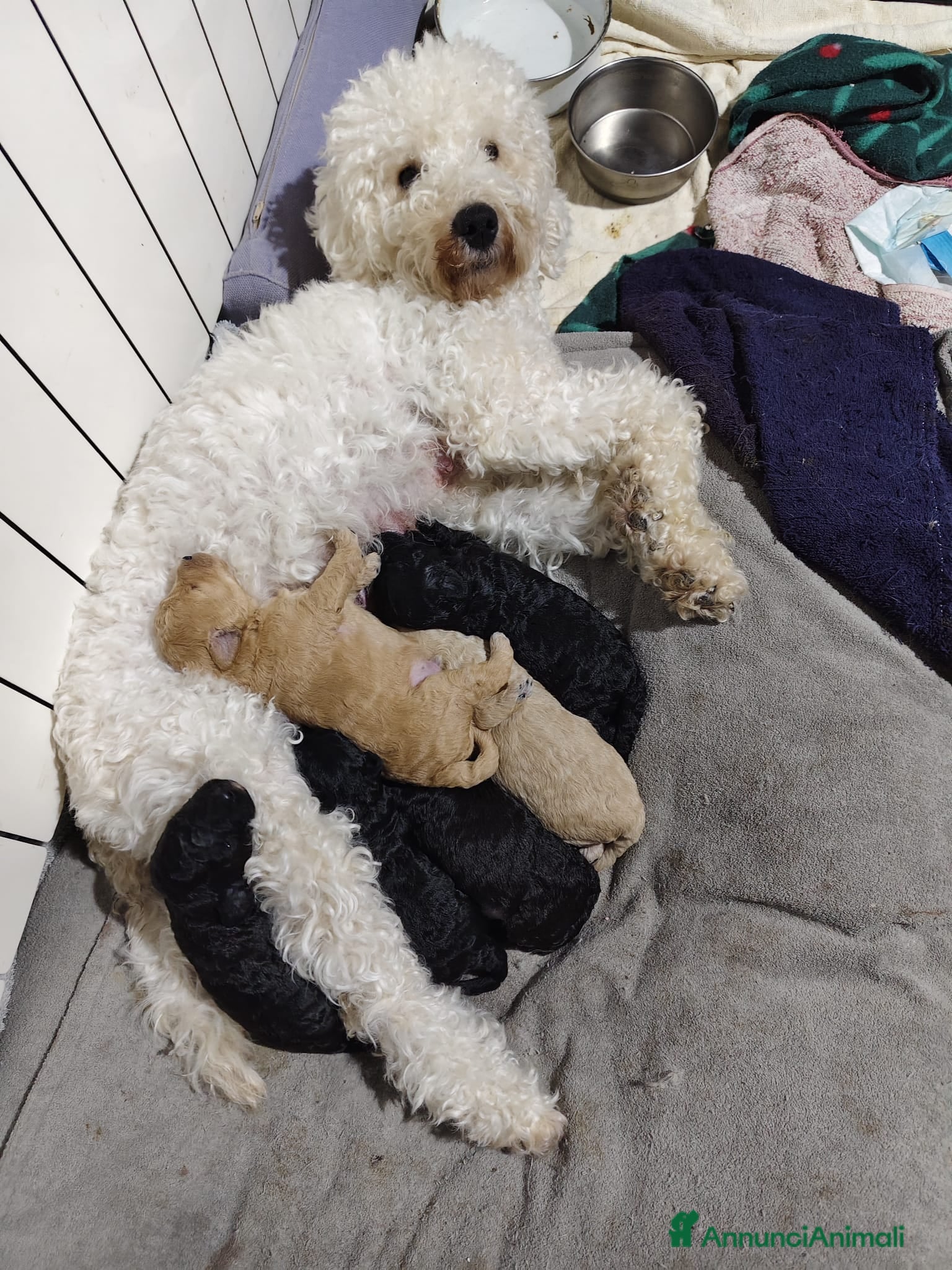 Barboncino cani Cuccioli di barboncino nano  - Annuncio 1