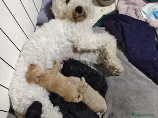 Barboncino cani Cuccioli di barboncino nano - Annuncio 1