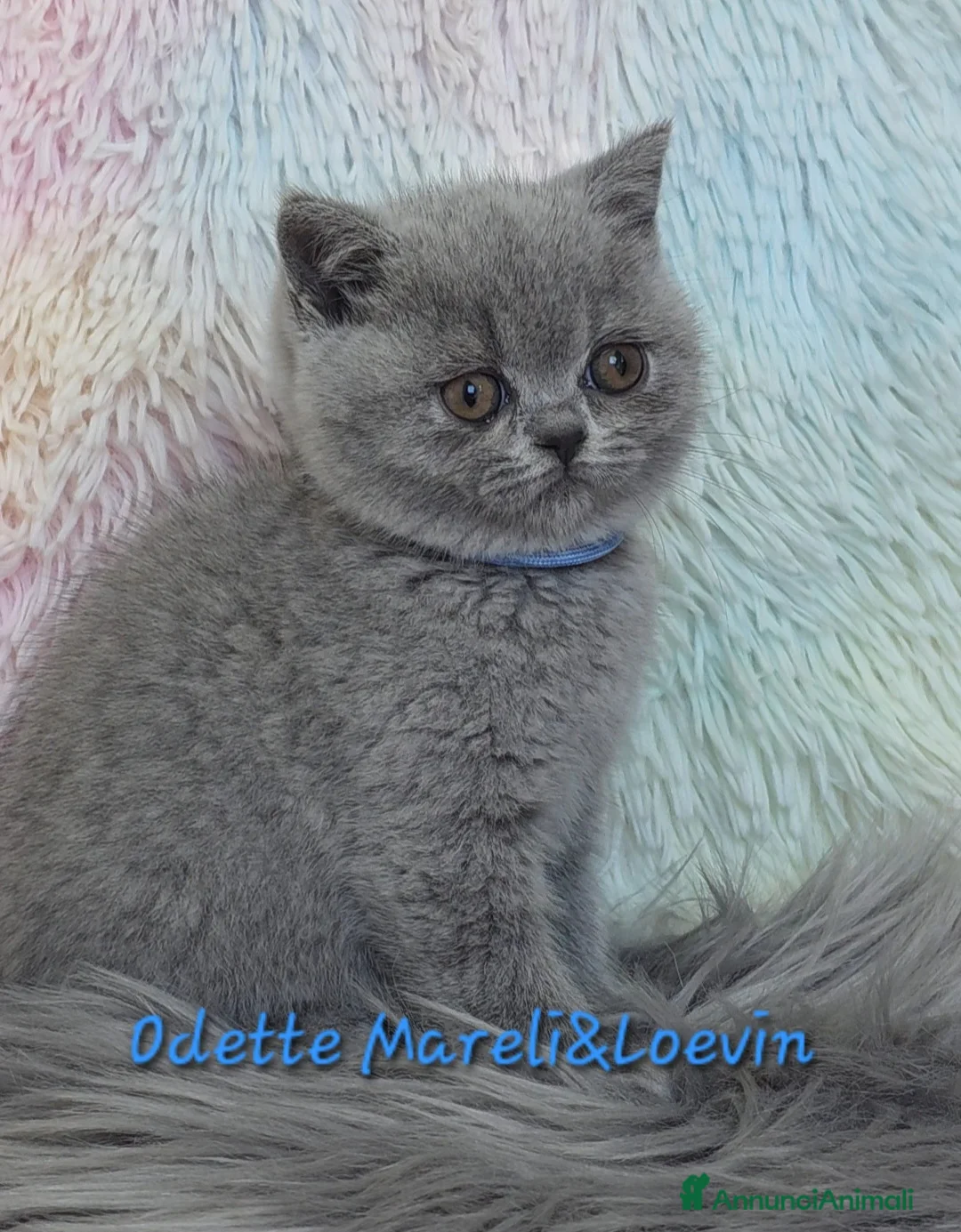 British gatti in vendita: British shorthair femmine - Annuncio 19
