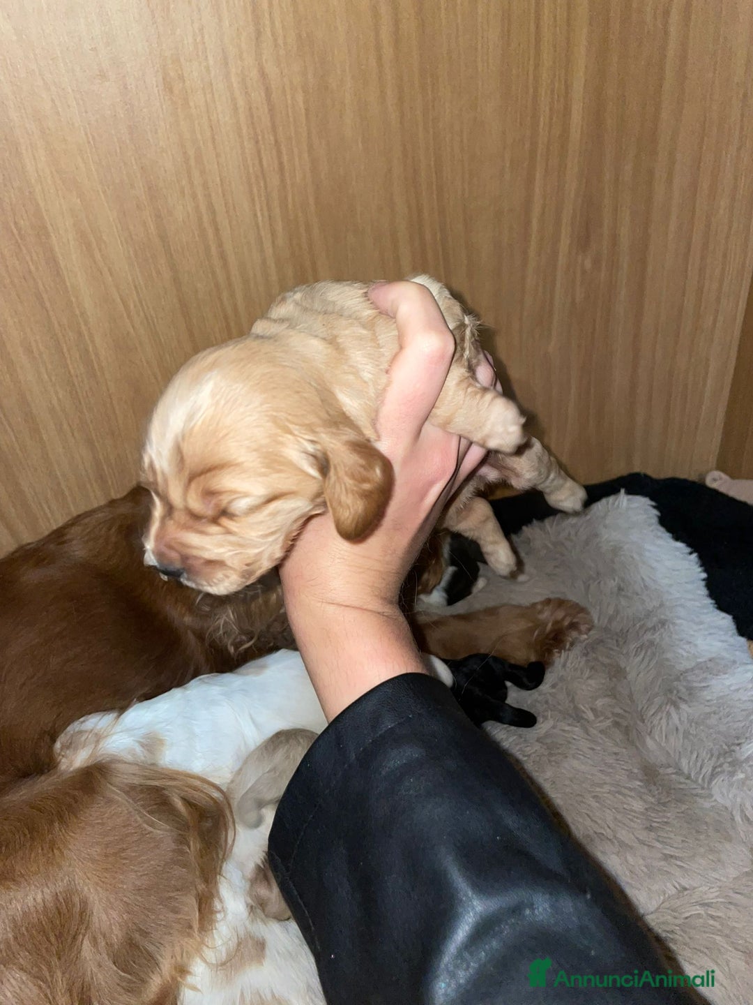 Cocker cani in vendita: Cuccioli di Cocker SpanielLinea Inglese Rari - Annuncio 6