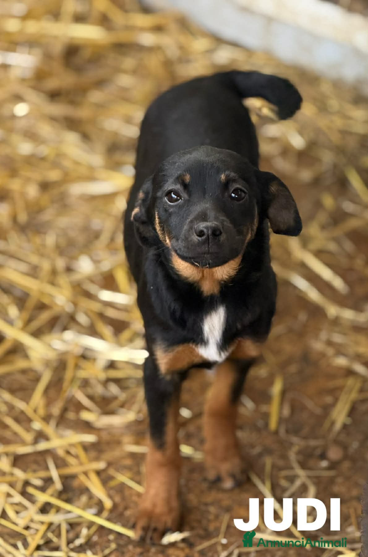 Meticcio cani JUDI, coccolona rimasta sola! TG MEDIO PICCOLA - Annuncio 22