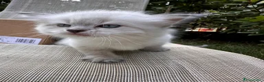 Meringa