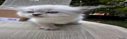 Siberiano gatti in vendita: Cuccioli di Siberiano ipoallergenico - Annuncio 6