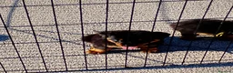 Rottweiler cani in vendita: Vendo ultime 2 cucciole di Rottweiler  - Annuncio 4