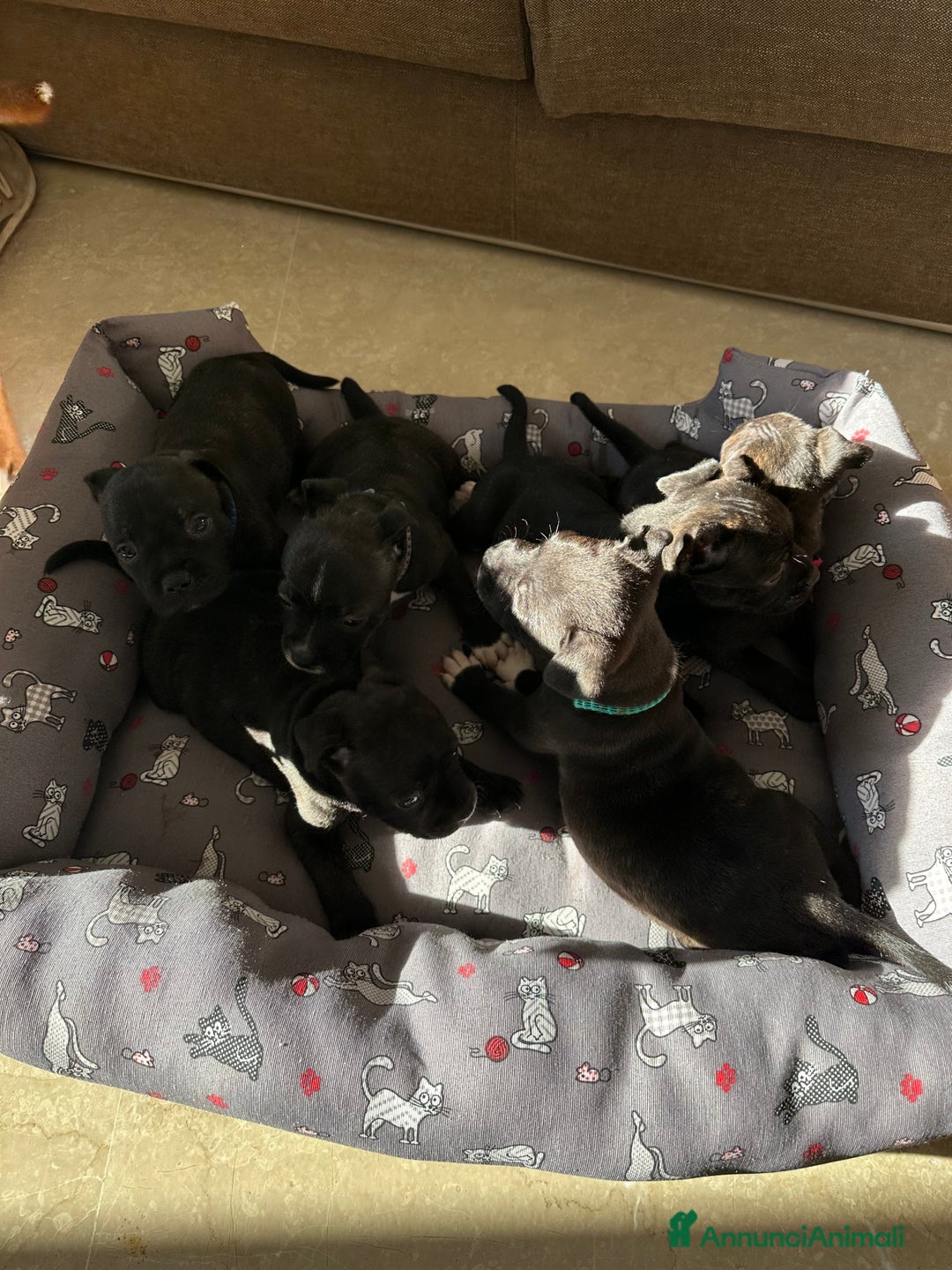 Staffordshire cani in vendita: Staffordshire Bull Terrier (Staffy) - Annuncio 14