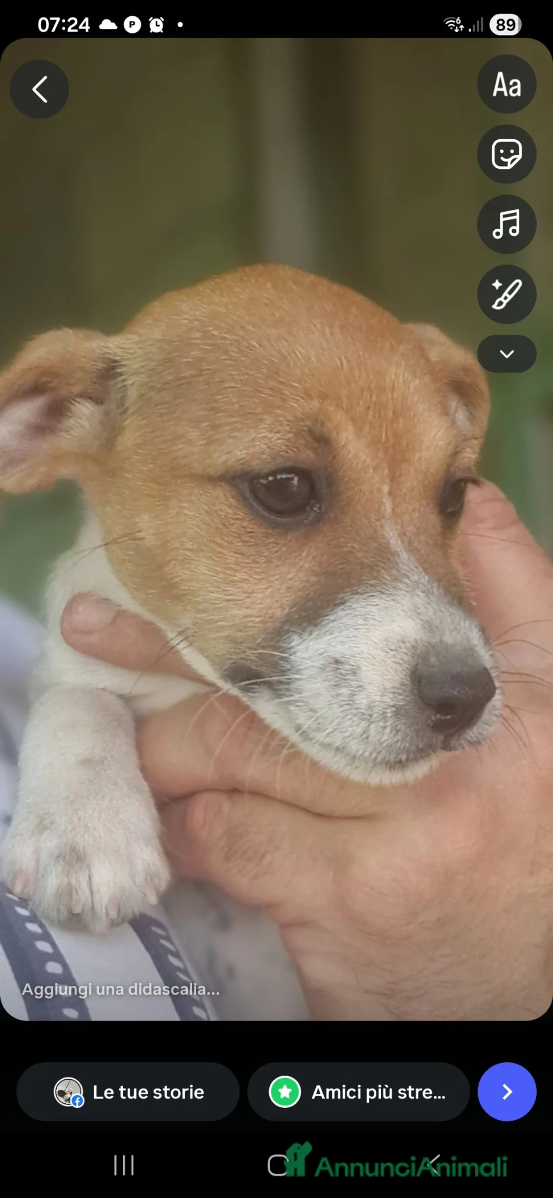 Jack Russell cani in vendita: Jack Russel terrier ,linea australiana a Provincia di Cuneo - Annuncio 2