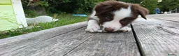 Border Collie cani in vendita: Cuccioli di Border Collie - Annuncio 13