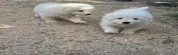 Pastore Abbruzzese Maremmano cani in vendita: Femminuccia di Maremmano Abruzzese con pedigree a Provincia di Grosseto - Annuncio 3
