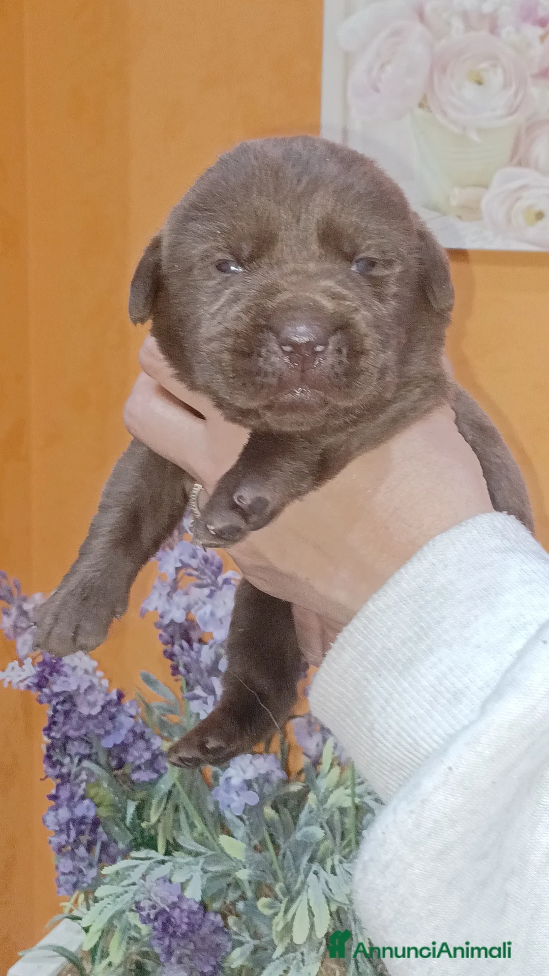 Labrador cani in vendita: Labrador cioccolato con pedigree  a Città Metropolitana di Napoli - Annuncio 2