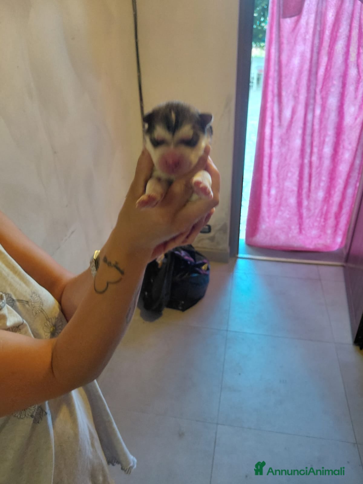 Alaskan Malamute cani cucciolata di Alaskan Malamute - Annuncio 2