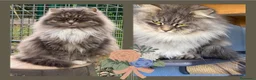 Siberiano gatti in vendita: cucciolo di gatto siberiano ipoallergico  - Annuncio 4