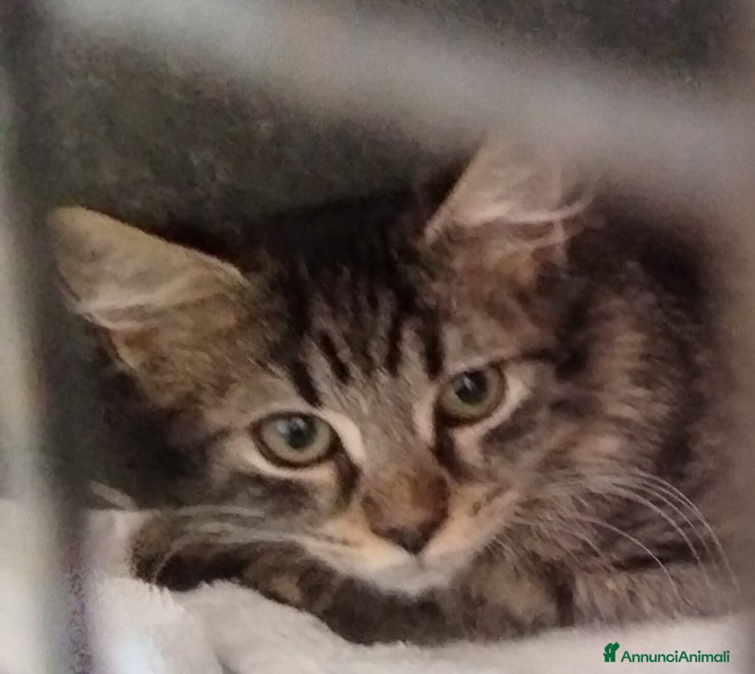 Altre razze gatti in regalo: Charlotte, Emily ed Anne cercano casa - Annuncio 5