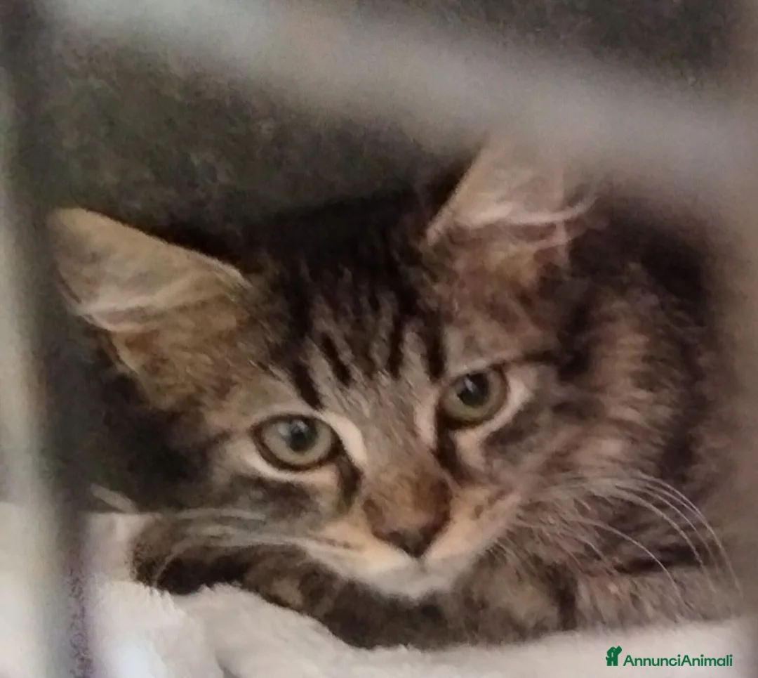 Altre razze gatti in regalo: Charlotte, Emily ed Anne cercano casa - Annuncio 5