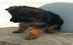 Pastore Tedesco cani in vendita: Cuccioli pastore tedesco - Immagine 7