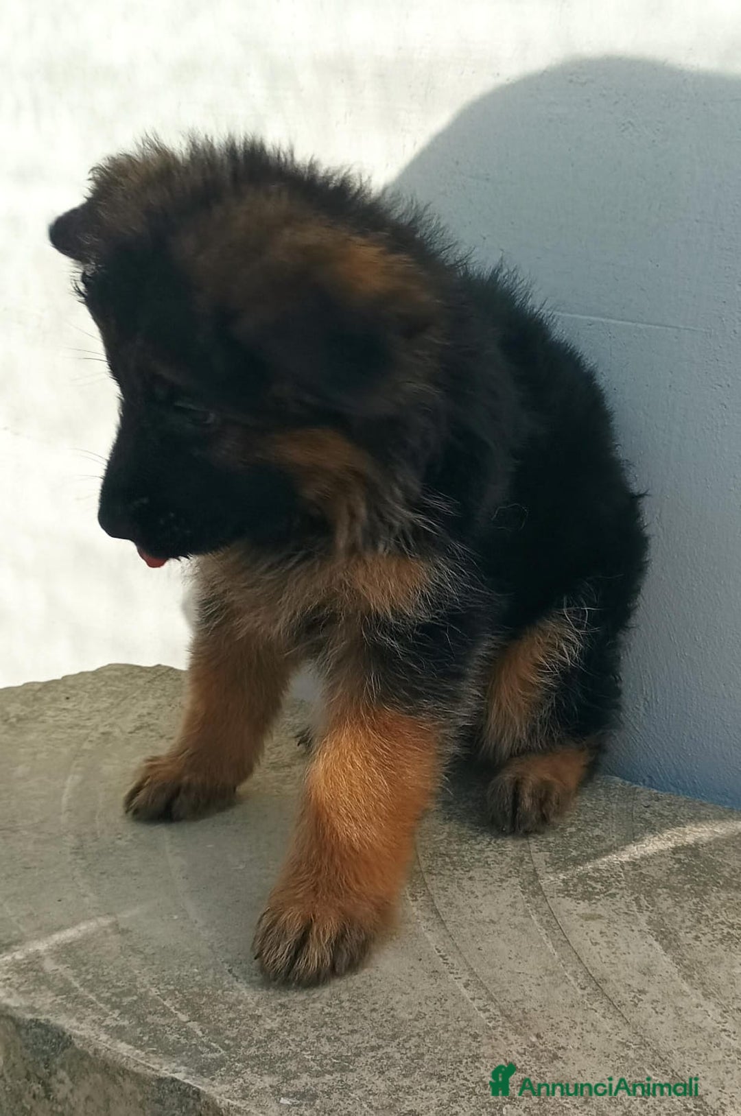 Pastore Tedesco cani in vendita: Cuccioli pastore tedesco - Immagine 7