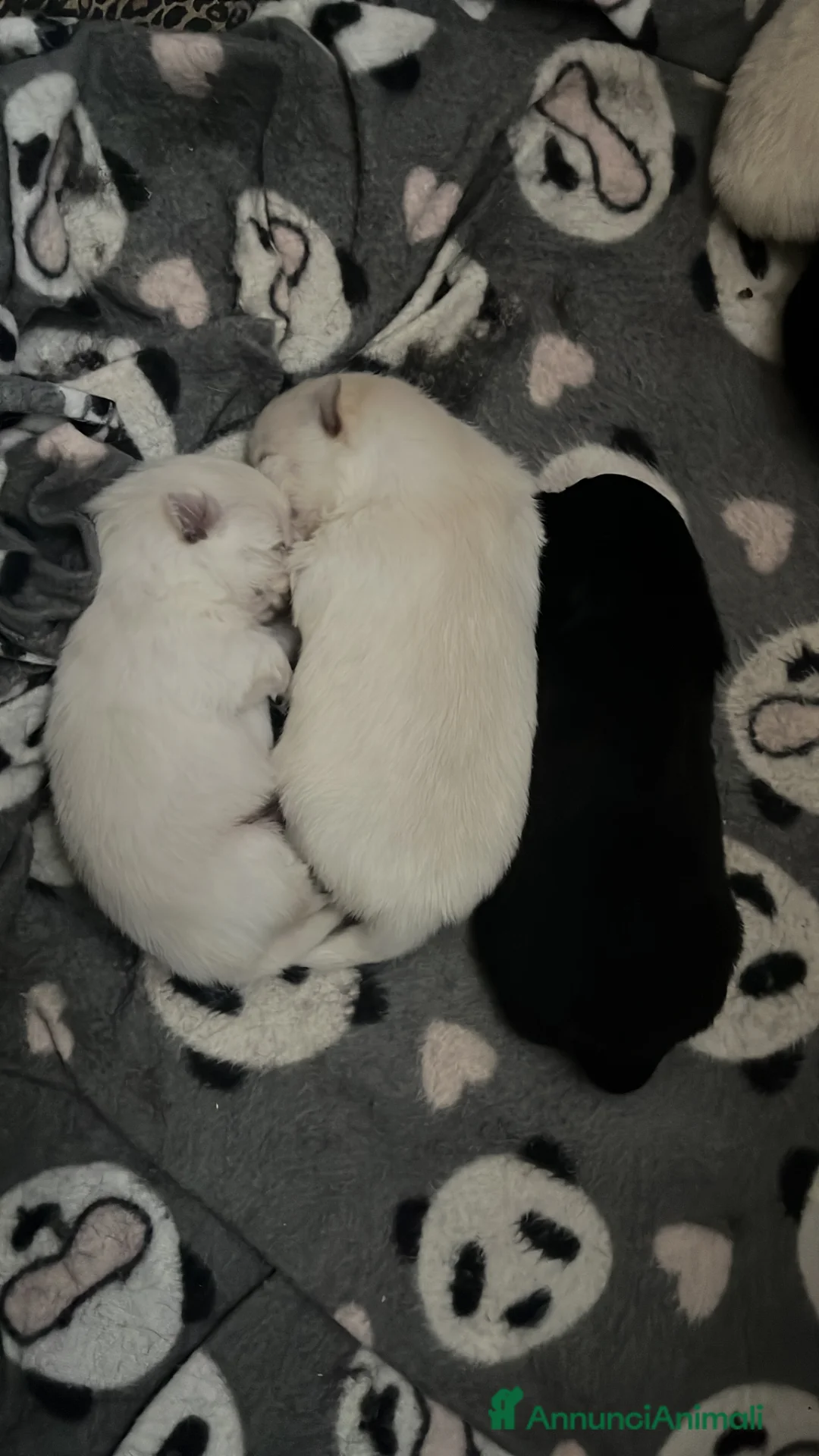 Volpino Pomerania cani in vendita: Volpino Pomerania  - Annuncio 2