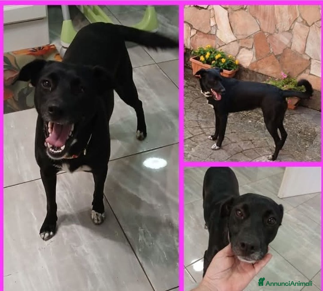 Meticcio cani in regalo: Lisa, dolcissima, taglia medio contenuta - Annuncio 2