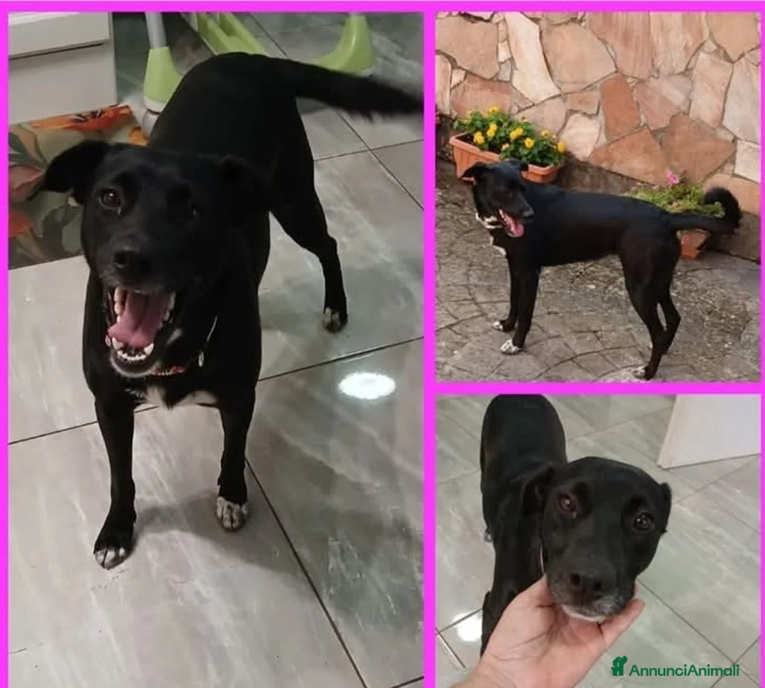 Meticcio cani in regalo: Lisa, dolcissima, taglia medio contenuta - Annuncio 2