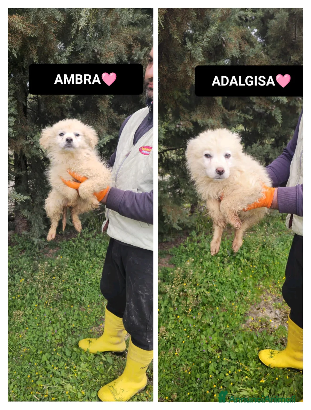 Meticcio cani in regalo: AMBRA E ADALGISA - Annuncio 1