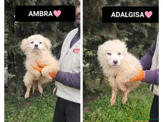 Meticcio cani AMBRA E ADALGISA - Annuncio 28