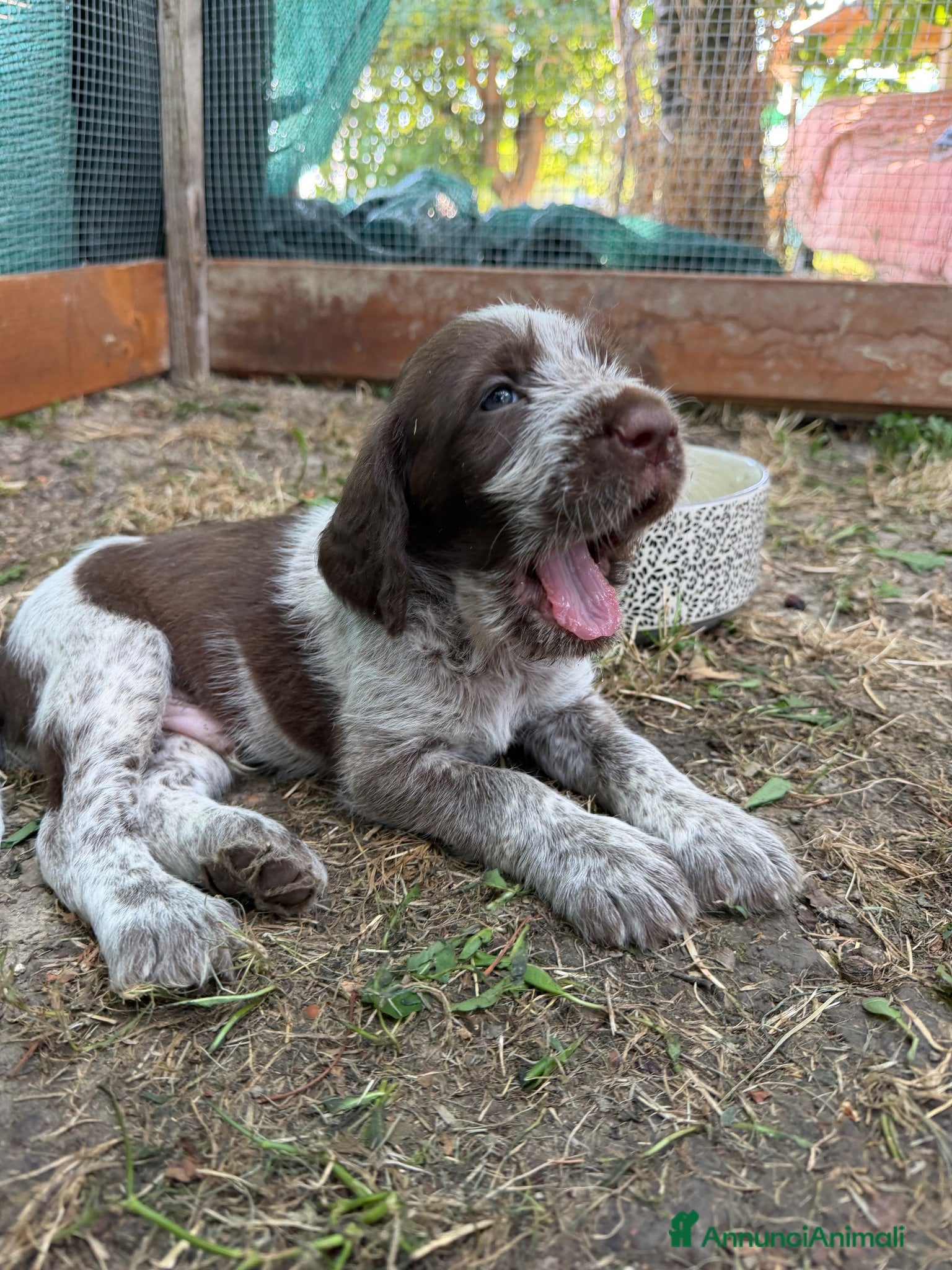 Spinone cani Cuccioli di Spinone Italiano - Annuncio 16