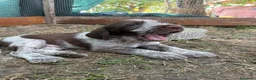 Spinone cani in vendita: Cuccioli di Spinone Italiano - Annuncio 1