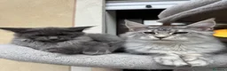 Maine Coon gatti in vendita: Cucciola di razza Maine Coon con pedigree AFeF - Annuncio 10