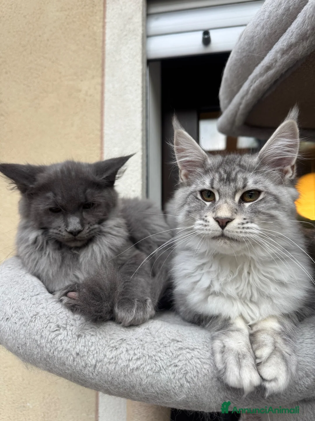 Maine Coon gatti in vendita: Cucciola di razza Maine Coon con pedigree AFeF - Annuncio 10