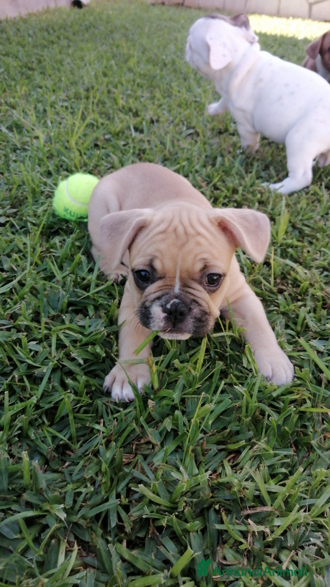 Bulldog Francese cani in vendita: Bulldog Francese  - Immagine 5