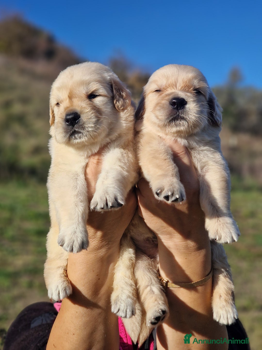 Golden Retriever cani in vendita: CUCCIOLI DI GOLDEN RETRIEVER MARINA LAB - Annuncio 6