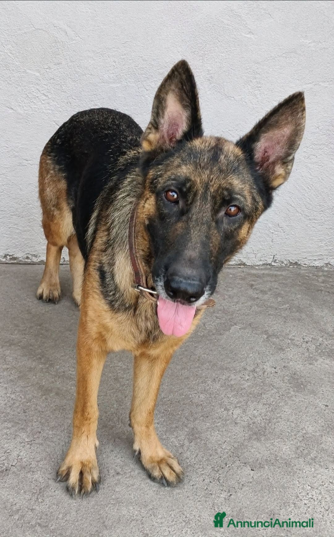 Pastore Tedesco cani Romina - Annuncio 15