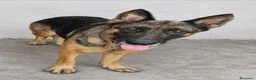Pastore Tedesco cani in regalo: Romina - Annuncio 1