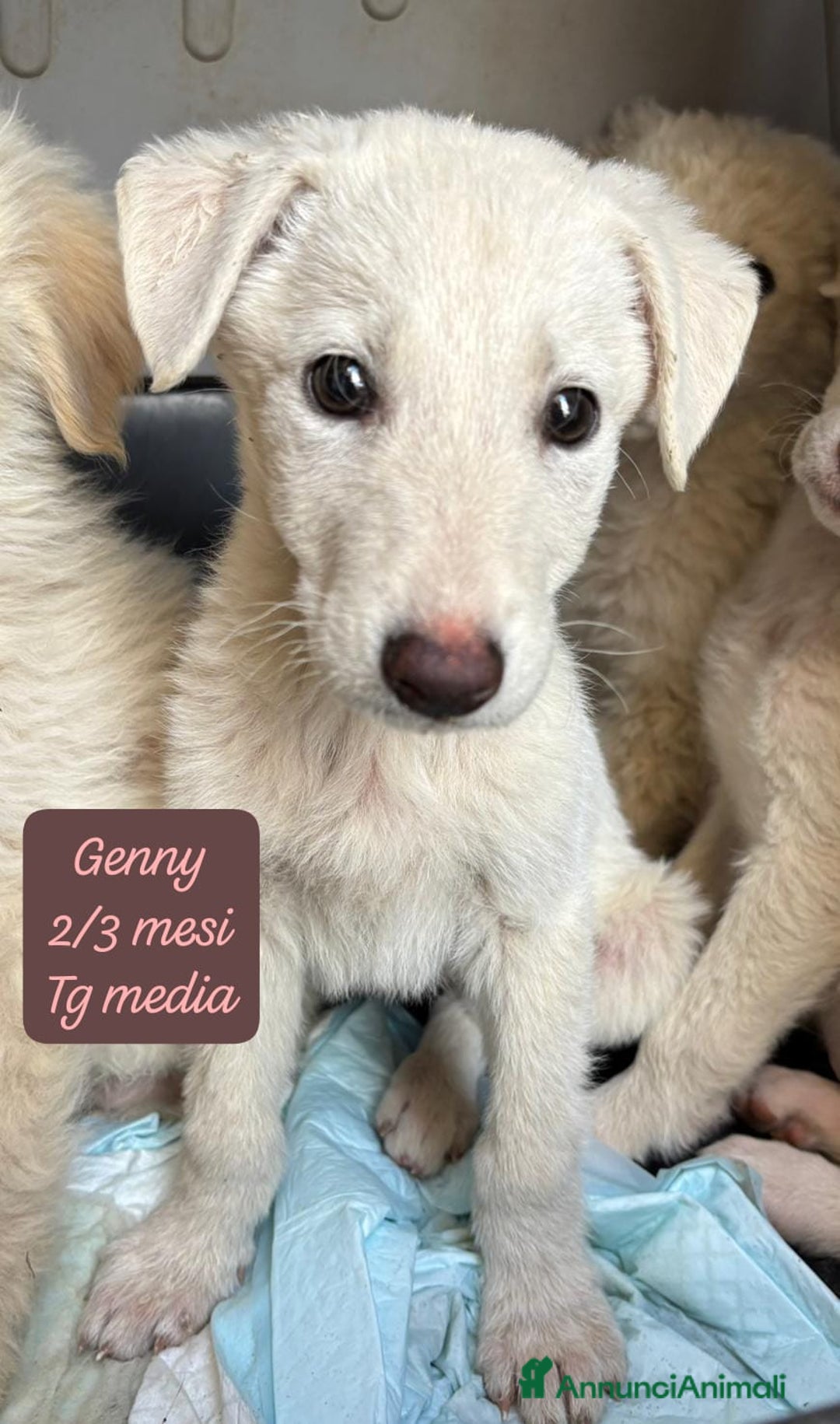 Meticcio cani in regalo: Meticci dimenticati da tutti  - Annuncio 7