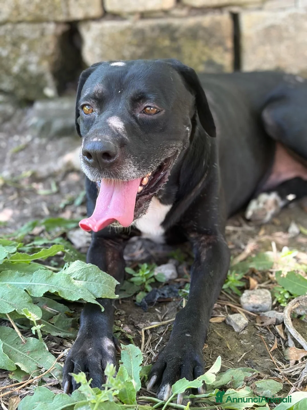 Meticcio cani in regalo: Lucinda - Annuncio 4