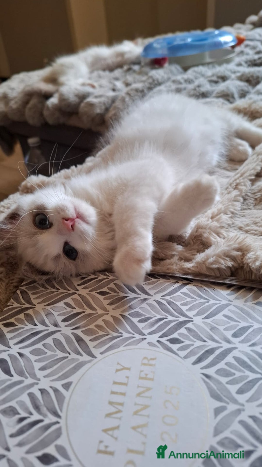 Ragdoll gatti in vendita: Ragdoll  con Pedigree .Pagamento anche a rate  a Province of Asti - Immagine 6