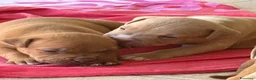 Pitbull cani in vendita: Vendesi cuccioli American Pitbull Terrier  a Città metropolitana di Palermo - Annuncio 5
