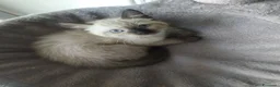 Siamese gatti in vendita: Gattini Siamesi thai - Annuncio 3
