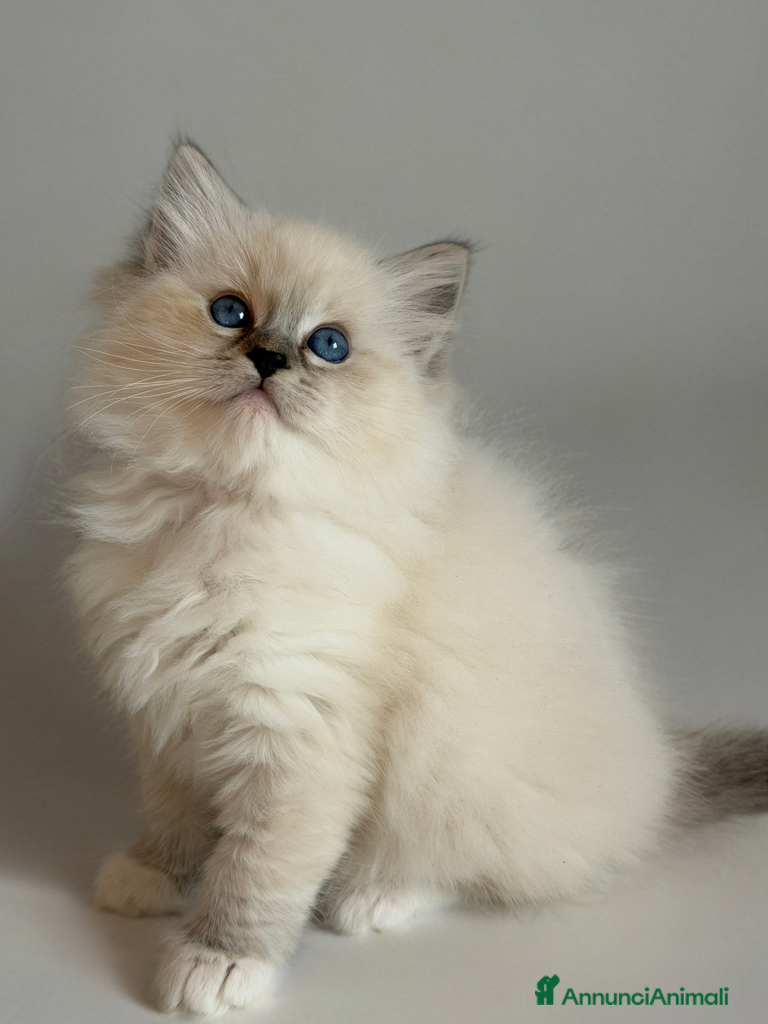 Ragdoll gatti Cuccioli Ragdoll con pedigree  - Annuncio 13