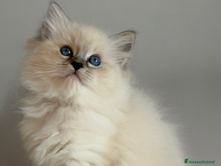 Ragdoll gatti Cuccioli Ragdoll con pedigree - Annuncio 12