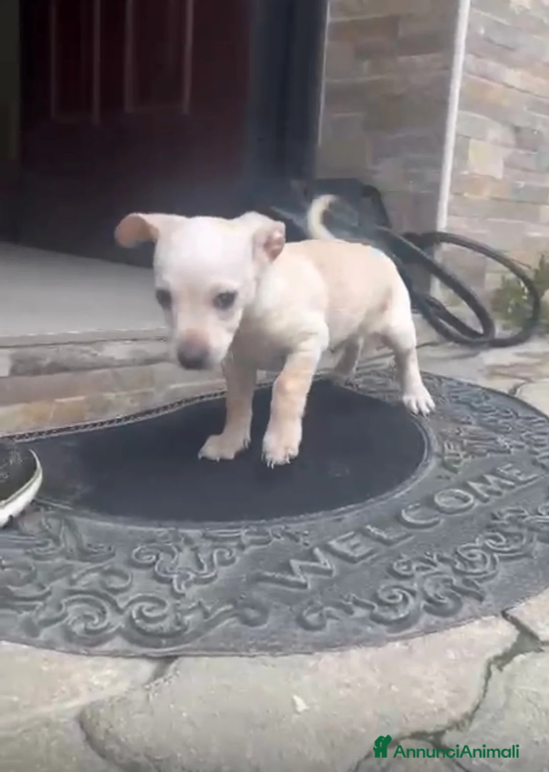 Meticcio cani in regalo: Fred bellissimo cucciolo taglia piccola a Milano a Città metropolitana di Milano - Annuncio 3
