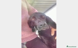 Bracco cani in regalo: Mix Bracco 4anni salvato da tempo in canile PUGLIA a Milano - Immagine 2
