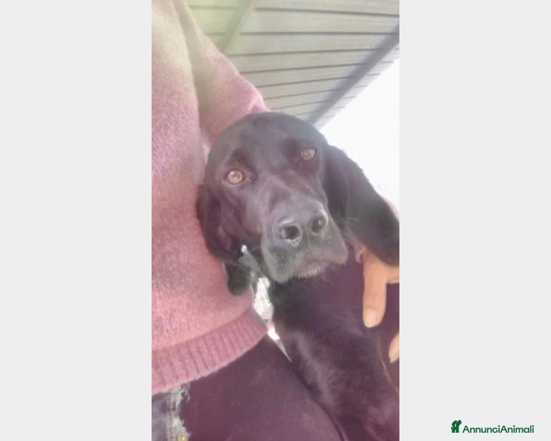 Bracco cani in regalo: Mix Bracco 4anni salvato da tempo in canile PUGLIA a Milano - Immagine 2